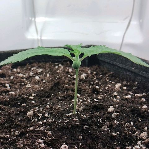 Quick One growlog timeline photo