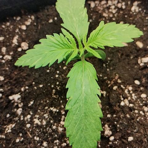 Quick One growlog timeline photo