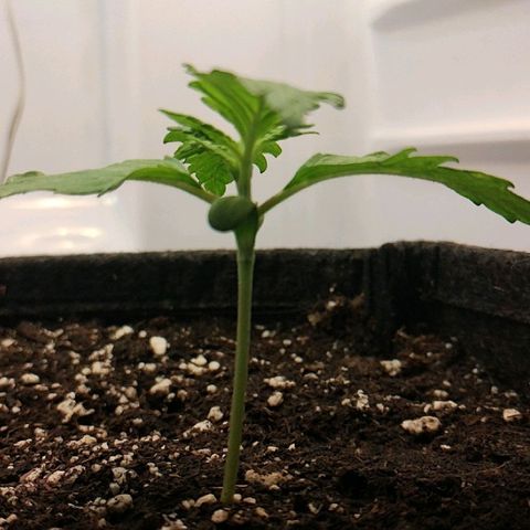 Quick One growlog timeline photo