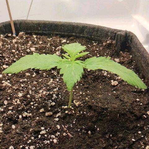 Quick One growlog timeline photo