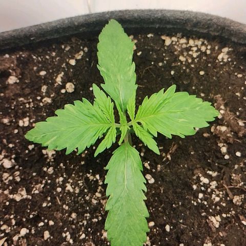 Quick One growlog timeline photo