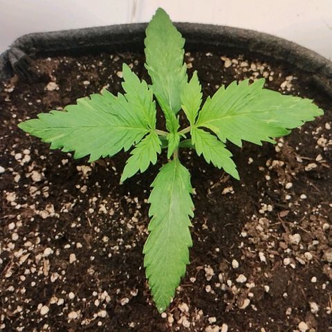 Quick One growlog timeline photo