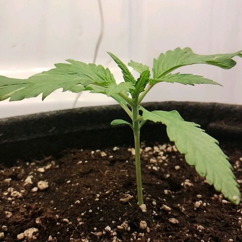 Quick One growlog timeline photo