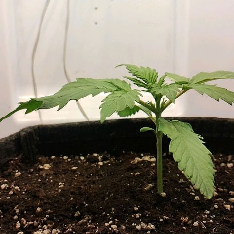 Quick One growlog timeline photo