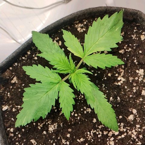 Quick One growlog timeline photo
