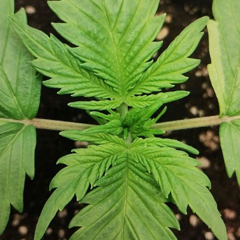 Quick One growlog timeline photo