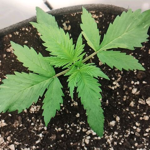 Quick One growlog timeline photo