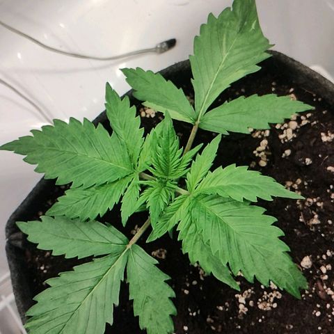 Quick One growlog timeline photo
