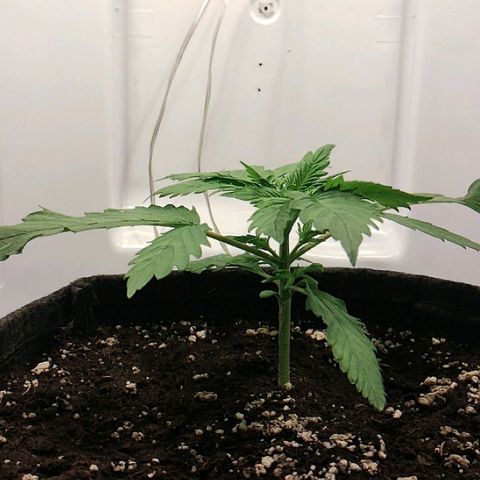 Quick One growlog timeline photo