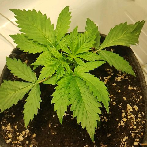 Quick One growlog timeline photo