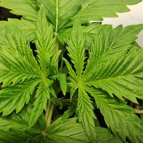 Quick One growlog timeline photo