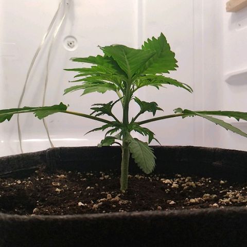Quick One growlog timeline photo