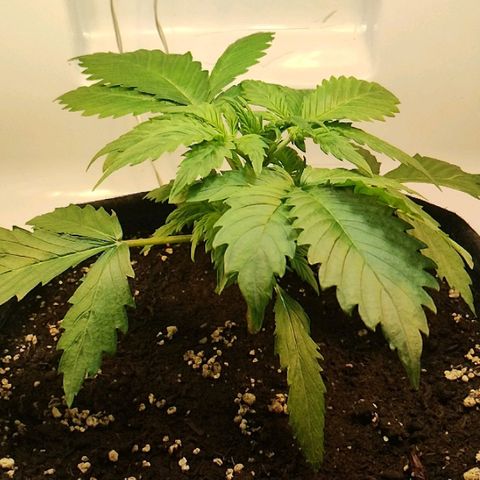 Quick One growlog timeline photo