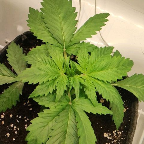 Quick One growlog timeline photo