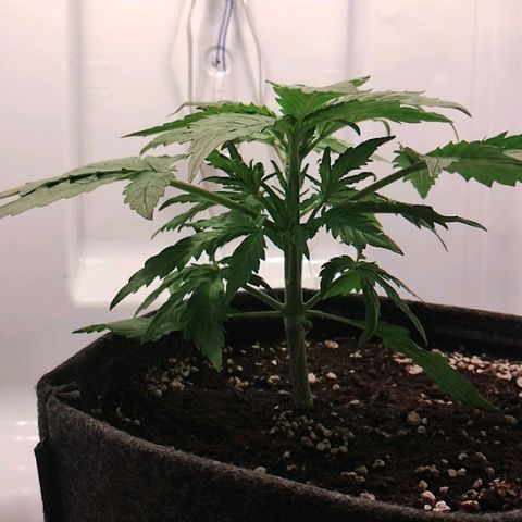 Quick One growlog photo: 21h