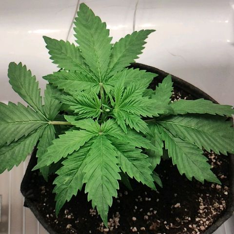 Quick One growlog photo: 21h