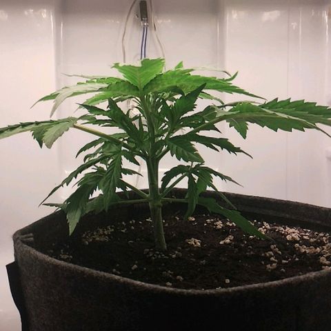 Quick One growlog timeline photo