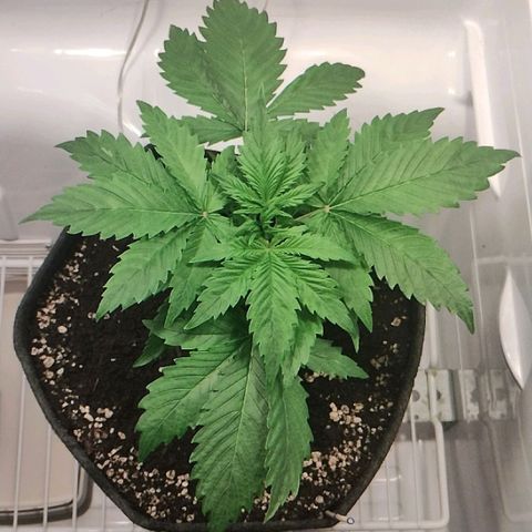 Quick One growlog timeline photo