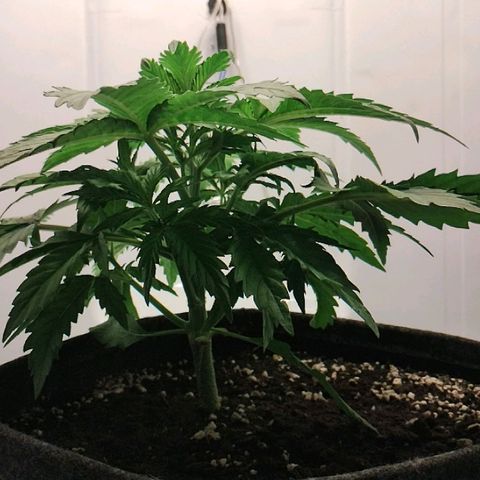 Quick One growlog timeline photo