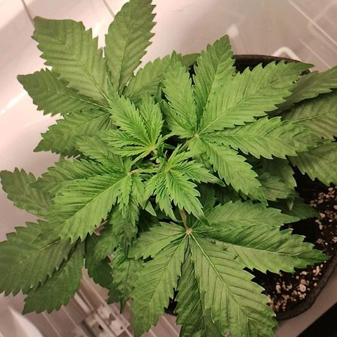 Quick One growlog timeline photo