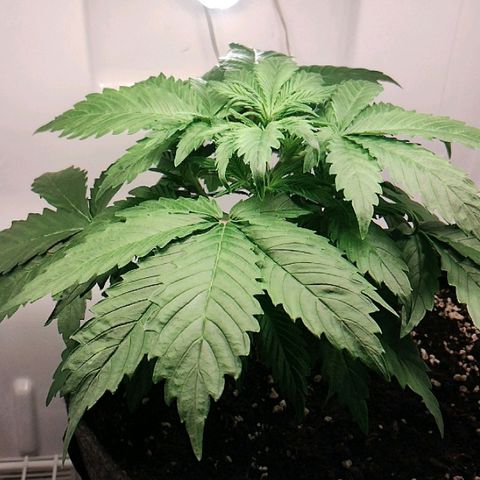 Quick One growlog timeline photo