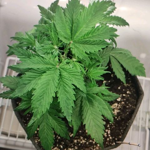 Quick One growlog timeline photo