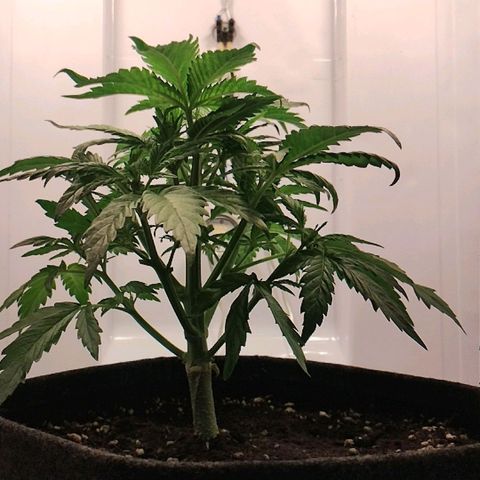 Quick One growlog timeline photo