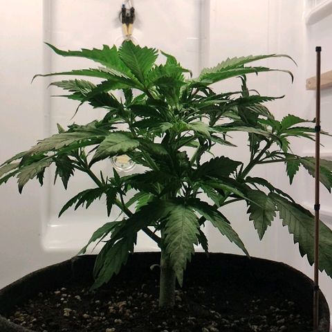 Quick One growlog timeline photo