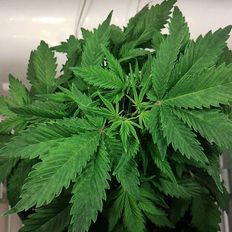 Quick One growlog timeline photo