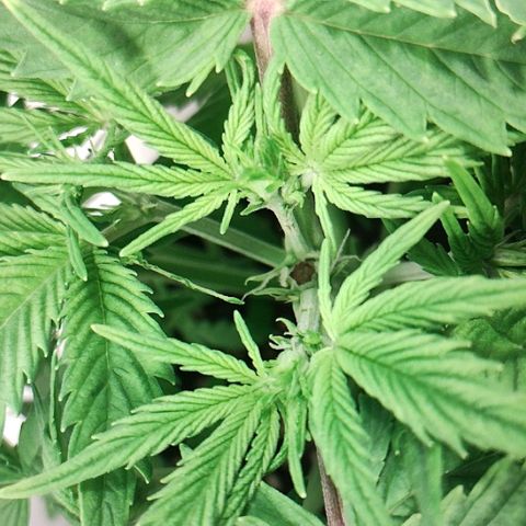 Quick One growlog timeline photo