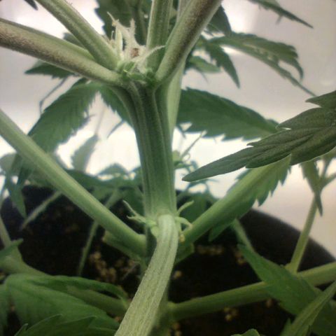 Quick One growlog timeline photo