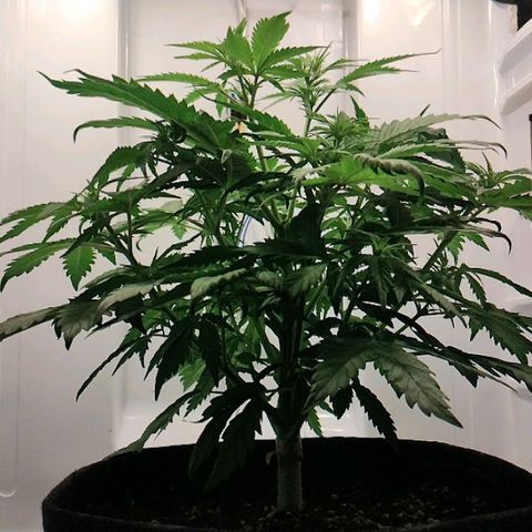 Quick One growlog timeline photo