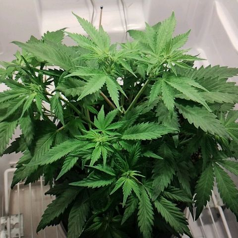 Quick One growlog timeline photo