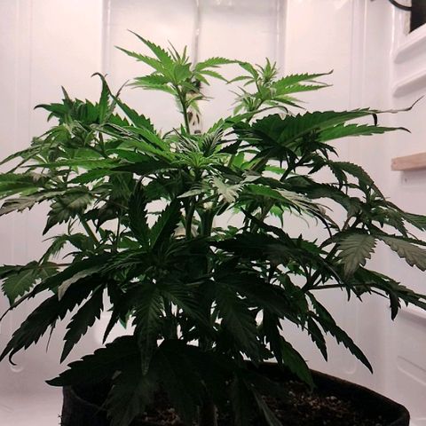Quick One growlog timeline photo