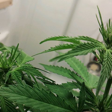 Quick One growlog timeline photo