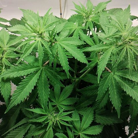 Quick One growlog timeline photo