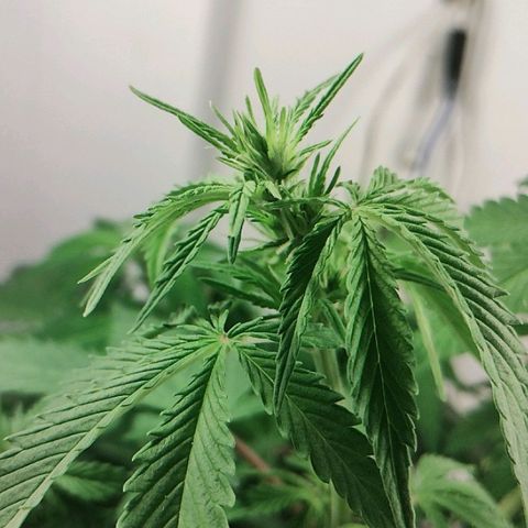 Quick One growlog timeline photo