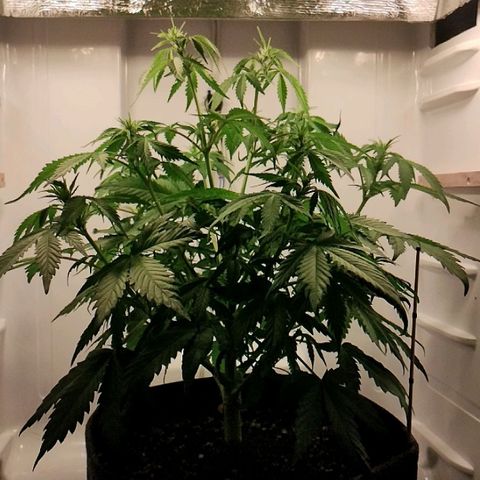 Quick One growlog timeline photo