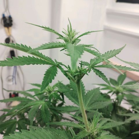 Quick One growlog timeline photo