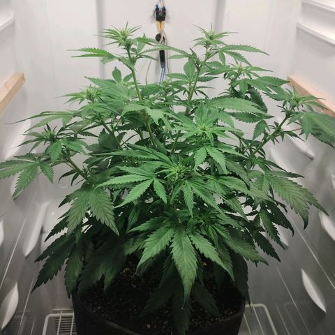 Quick One growlog timeline photo