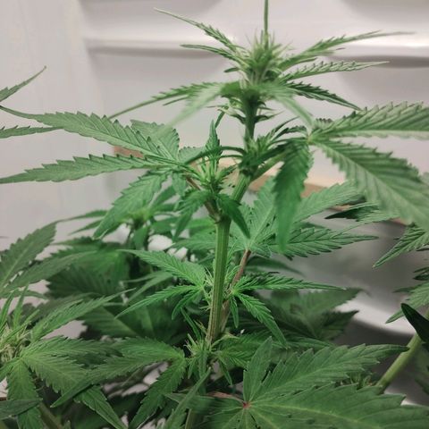 Quick One growlog timeline photo