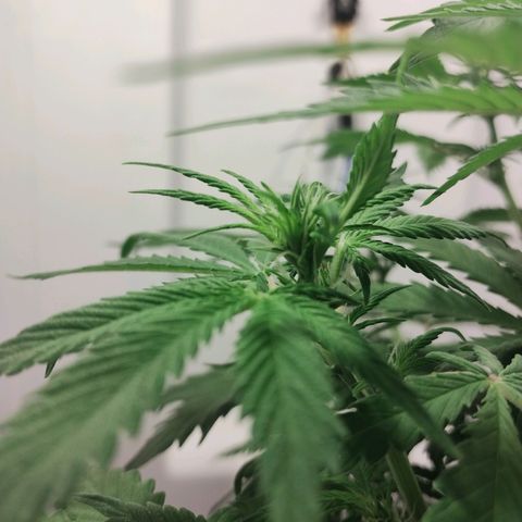 Quick One growlog timeline photo