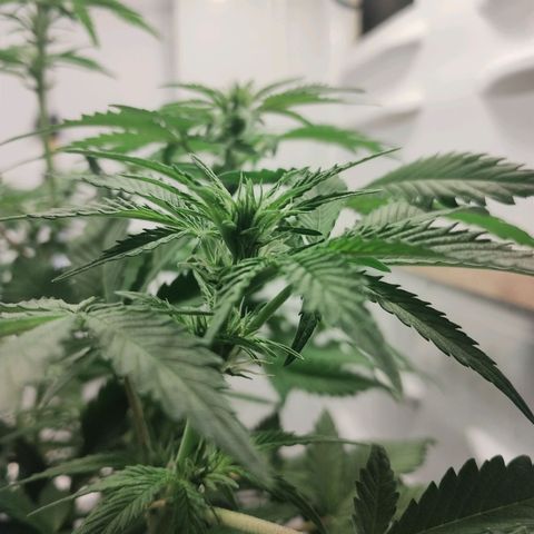 Quick One growlog timeline photo