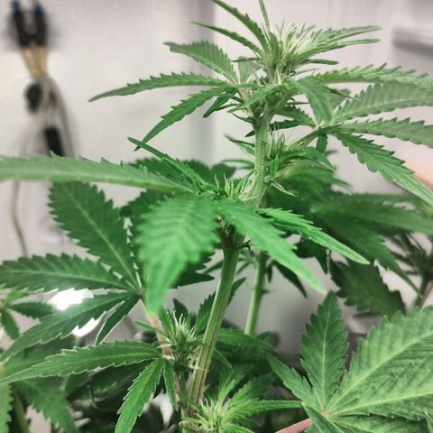 Quick One growlog timeline photo