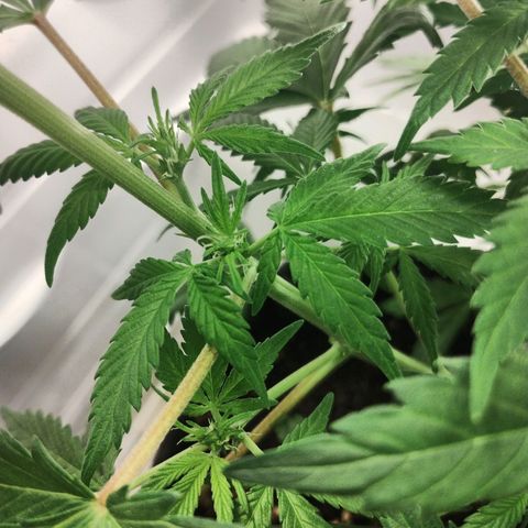Quick One growlog timeline photo