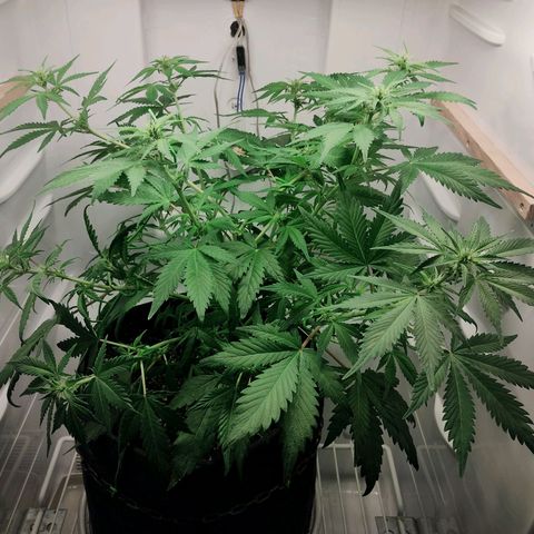Quick One growlog timeline photo