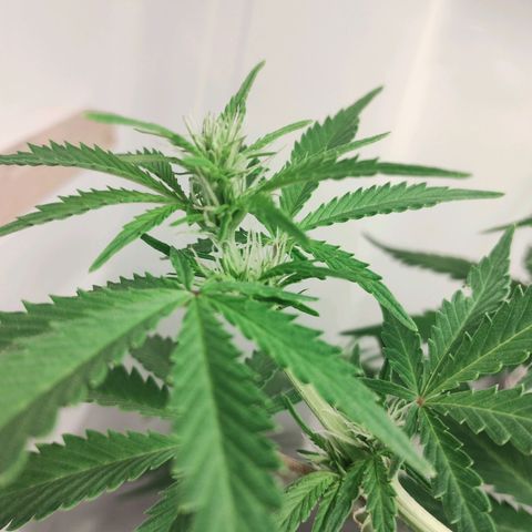 Quick One growlog timeline photo