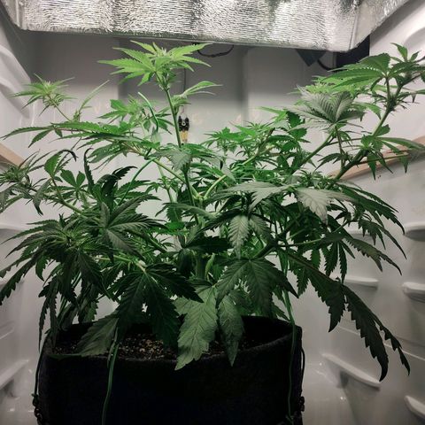 Quick One growlog timeline photo