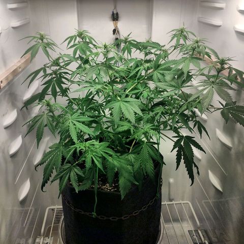 Quick One growlog timeline photo