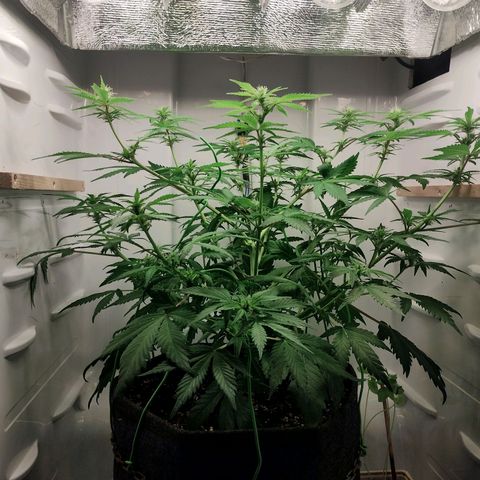 Quick One growlog timeline photo